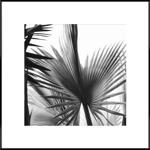 STYLER Gerahmtes Bild Leaves 50 x 50 cm I Schwarz-Weiß Fotografie Palmblätter minimalistisch modern I Wandbild Wohnzimmer Schlafzimmer Büro I Wanddeko Naturstil Bild mit schwarzem Rahmen