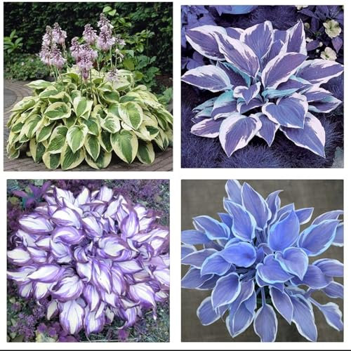 Hosta Bulbs Mix for Planting Now UK/Natural Organic/Strong Plants That Grow Well/Good for Containers/Greening Flower/Cut Flowers/Wedding Flowers.-4bulbs-C