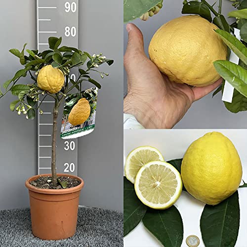 SAVINI VIVAI Zitronenpflanze, Zitrusbaum Imperial oder Lipo Lemon im 20 cm Topf, Höhe 70 cm, 2-3 Jahre Veredelung, hergestellt in Italien
