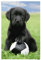 REINDERS Poster, Dog - labrador football, Kinderzimmer, Poster, Wanddeko, Room Decor, 150 gr. glänzend Bilderdruckpapier, Mehrfarbig, 91,5x61cm