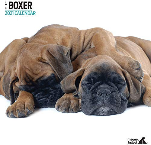 Magnet & Steel Boxer Kalender 2021 Modern