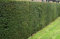 Taxus-Eibe im Topf 30-40 cm
