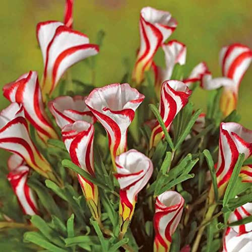 strimusimak 50 Samen-High-Rendite-produktive kleine natürliche Oxalis-Versiclolor-Gras-Samen leicht zu wachsen Blumen-Birnensamen zum Anpflanzen von Garten-Balkon im Freien Oxalis Versicolor Seeds.