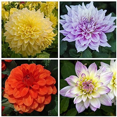 Dalia,Zinnia,Colori Misti, inviati a caso, Fiori enormi, bell'aspetto, adatti per Essere piantati in Giardini o vasi di Fiori