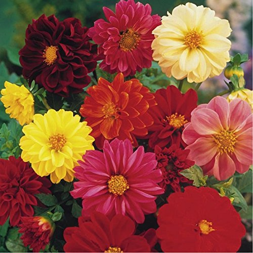 30 semi - Dahlia - Unwins Mix