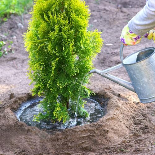 100 pcs zypressen pflanzen winterhart samen, nachhaltige geschenke, biosaatgut Cupressaceae bodendecker winterhart, winterharte pflanzen exotische pflanzen, gartensamen exotische pflanzen