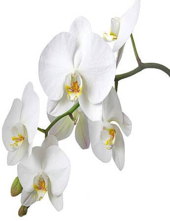 Semi di orchidea freschi, 70 pezzi