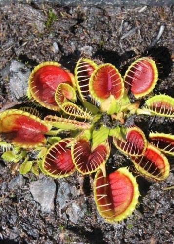 Go Garden 25 Red Big Mouth Venusfliegenfalle muscipula Fleisch fressende Samen Bug Essen