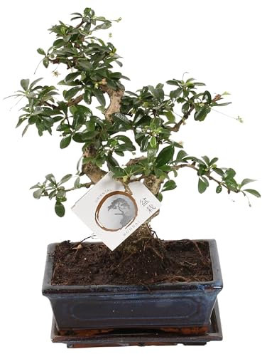 Plant in a Box - Bonsaibaume - Carmona microphylla - Höhe 20-30cm - Topf 20cm - S-Form Fukien Bonsai