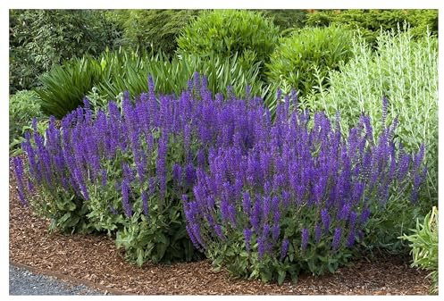 3 x Salvia sylvestris 'Mainacht' im 1 Liter Topf (Staude/Stauden/Winterhart/Mehrjährig/) Blauer Pracht-Salbei - Tolle leuchtende Blüten - Dauerblüher - sehr Bienenfreundlich - von Stauden Gänge