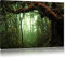 Pixxprint Regenwald Moos Bäume Lianen See Tümpel, Größe: 120x80cm, Leinwandbild, fertig gespannt, Wandbild, Dekoration, Kunstdruck, kein Poster