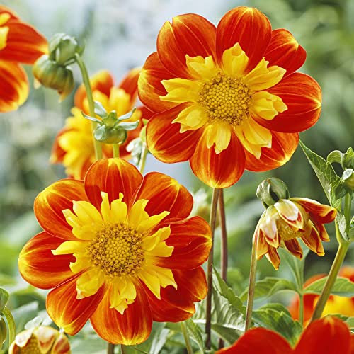 Dahlien Knollen Winterhart-6 Gelb Rot Blumenzwiebeln FrüHblüHer Winterharte Pflanzen FüR GartenfrüHblüHer Zwiebeln Dahlien Zimmerpflanzen Balkon Blumen Geschenk