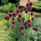 6 x Kugelkopfiger Lauch - Allium Sphaerocephalon Topf 9x9cm: Runde Blütenköpfe für besondere Akzente.