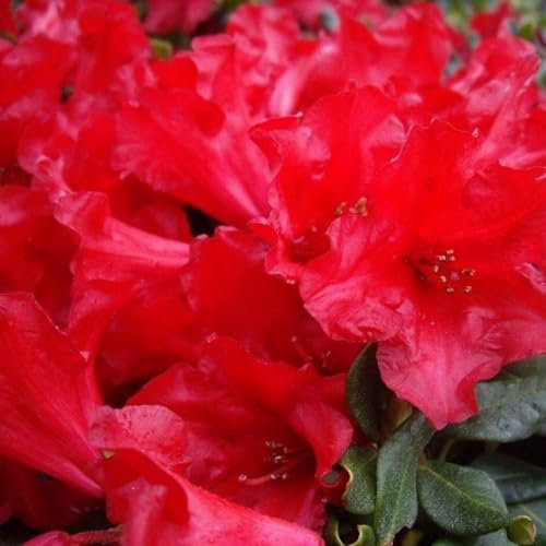 Kleinwüchsiger Rhododendron 'Baden - Baden Zwerg Alpenrose 40-50 cm winterhart Freilandaufzucht