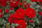 Baumschule Pflanzenvielfalt Rosa Zwergkönig 78® - Miniaturrose (Zwergrose) Zwergkönig 78® blutrot Duft- 25cm