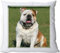 +++ Englische BULLDOGGE - Kuschelkissen/KISSEN | PILLOW/Dekokissen - EBD 03