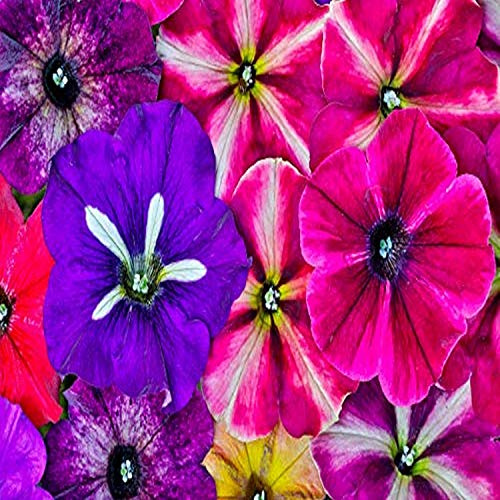 Posterazzi PDDUS48DGU1675LARGE Variety of Petunia Flowers in Pattern, Sammamish Washington Photo Print, 36 x 24, Multi