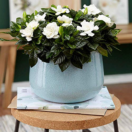 GardenersDream Gardenia Jasminoides Plant in Pot - Live Fragrant Indoor Flowering Plants - Evergreen Jasmine House Plants for Home Decor - Great Gifts for Plant Lovers (15-25cm, incl. 9cm Pot)