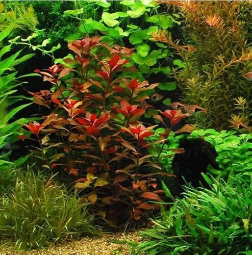 Ludwigia repens rubin SUPER Rouges plante aquarium