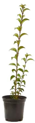 Verdecora Aligustre en maceta Ø14cm | Ligustrum japonicum 'Texanum' | Arbusto Natural de Exterior | Ideal para Setos, Jardines y Terrazas