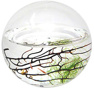 EcoSphere geschlossenes Aquatisches Ökosystem, Kugel 10cm