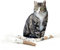 CanadianCat Company | 3er Pack | Spielrolle mit Lederstreifen | 5g Katzenminze Spielzeug für Katzen