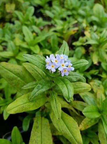 Lincsplants - Myosotis scorpioides-1 / 1Ltr Potted