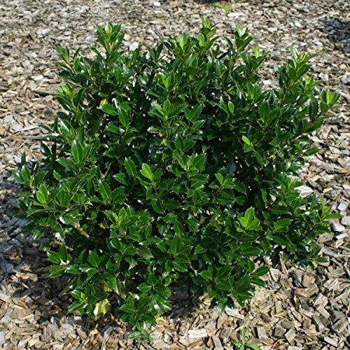 Stechpalme Ilex Heckenpracht 100-125cm - Ilex meserveae - Gartenpflanze