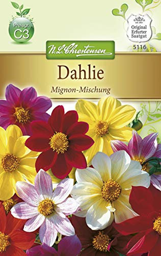 N.L. Chrestensen 5116 Dahlie Mignon-Mischung (Dahliensamen)