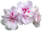 Geranium Plants, 'Blushing Bride', 20 x Full Plant Pack, Bedding Plants, Geraniums, Garden Flowers, Garden Ready and Ready to Plant, Premium Quality Flowers