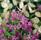 Halb-Denaro-Pflanze, Veilchen, Silberdollar-Pflanze, Lunaria, einzeln, 50 CT-Erbstück