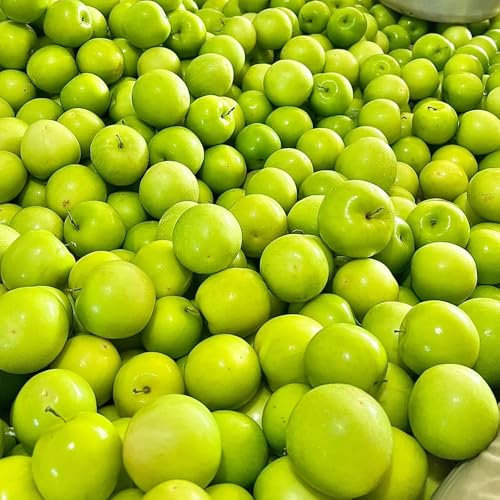 semillas resistentes de palmera datilera semillas de bonsái para bancales elevados planta de azufaifo árboles frutales columnares Fruto de zapote, plantas resistentes en maceta 100pcs