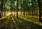 decomonkey Fototapete Wald Landaschaft 300x210 cm XXL Tapete Wandbild Bild Fototapeten Tapeten Wandtapete Natur Sonnenuntergang