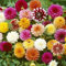 Dahlia graines de fleurs 30+ graines de fleurs géantes graines mélangées colorées pour la maison/jardin/extérieur/cour/plantation de ferme