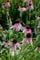 Echinacea pallida ca. 9x9 cm Topf - Blasser Sonnenhut, blassrosa Blüten, Blütezeit Juni-August, bienenfreundlich, ideal für Präriegärten, pflegeleicht