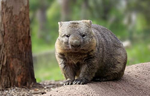 LHJOY Puzzle Mädchen 3D Puzzle 1000 Teile Wombat 75X50Cm
