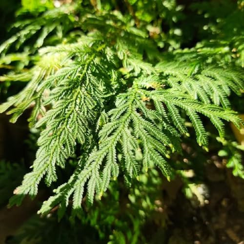 9 Pcs Rose Von Jericho Kaufen Zwiebeln - Winterlinge Zwiebeln Winterhart Mehrjährig, Grünpflanzen Hydrokultur - Selaginella Tamariscina - Gartendeko Für Draußen, Teichpflanzen Topfpflanzen