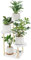 SUNDOY Plant Stand, Solid Wood Flower Shelf for Indoor/Outdoor, Plant Display Rack for Living Room, Bedroom, Balcony, Garden, Patio, Multi-Purpose Flower Pot Holder (4-Tier-White-Oak)