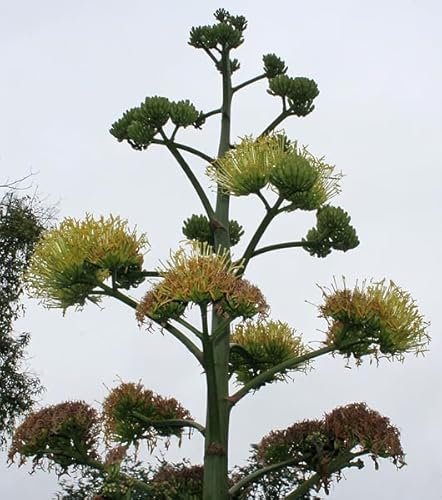 Winterharte Agave 10 Samen -agave americana- Der Exot im Garten