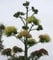 Winterharte Agave 10 Samen -agave americana- Der Exot im Garten