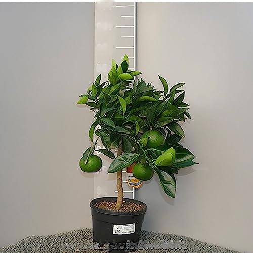 SAVINI VIVAI Pianta di Arancio Albero di Agrumi Arancio Vaniglia in Vaso da 20 cm Altezza 70 cm 2-3 Anni di innesto Made Italy