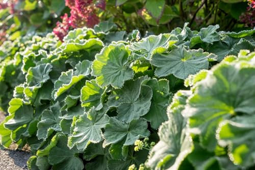 Alchemilla mollis 'Robustica' ca. 9x9 cm Topf - Frauenmantel, gelbgrüne Blüten, Blütezeit Juni-August, ideal für Rabatten, pflegeleicht, bienenfreundlich