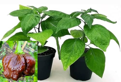 POWERS TO FLOWERS - PEPERONCINO PICCANTE TRINIDAD SCORPION CHOCOLATE BIO, 2 PIANTE, Vaso 10cm, piante vere
