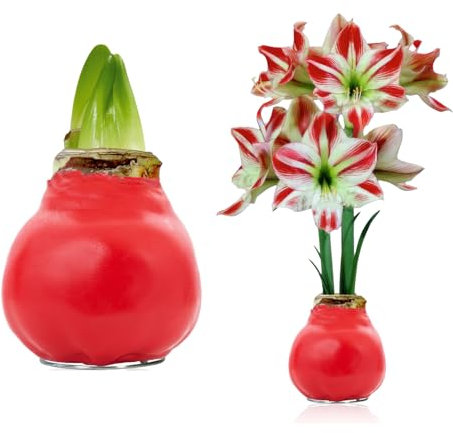 FLORIUM - Rot Wachs Amaryllis Zwiebeln Charm – Wachsamaryllis 28/30 Großformat | 1 Stück | gewachst/wax | ohne Gießen | Zimmerpflanzen aus Holland - Hippeastrum (kein glas, vase und Topf)