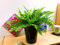 Easy Plants 1 fougère de Boston dans un pot tubus noir en céramique