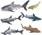 AENIMELY Set di 6 statuette di squalo - Figurità realistica di animali oceanici con megalodonte, testa di martello, squalo balena, squalo leopardo - Giocattoli marini per bambini