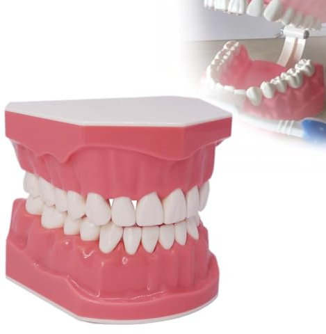 WADPP Zahnmodell, Bürsten, Zahnseide, Praxis, Zahnmodus, Gingiva, Sichtbare Anatomische Demonstration, Lehren, Studieren, 1:1, Standardgröße