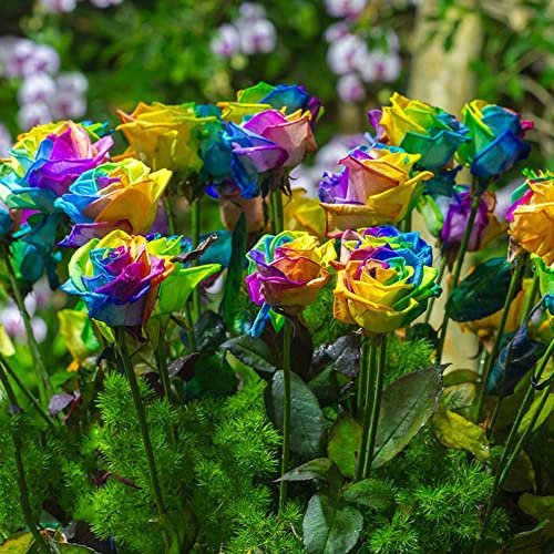 800 Stück samen rosen pflanzen winterhart - Seltene Pflanzen serie - mix kleine geschenke bloom flowers bonsai topf blumensamen geschenk pflanze pflanztöpfe gewächshaus balkon pflanzensamen