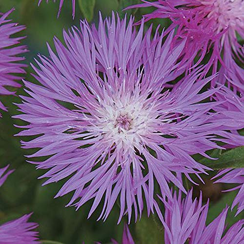 Potted Hardy Plant Cornflower, Wildlife Friendly Perennial, Bees & Butterflies, Pink Flowers in Summer, Gardens & Patios, 1 x Centaurea dealbata Plant in a 1 Litre Pot by Thompson & Morgan (1)