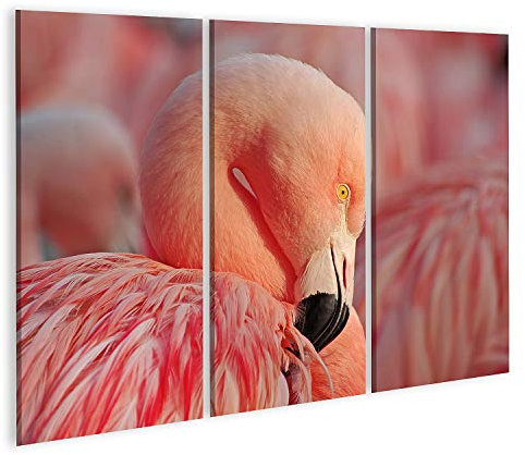 islandburner Bild auf Leinwand Rosa Flamingo 58A Bilder Wandbilder Poster GASD-3P